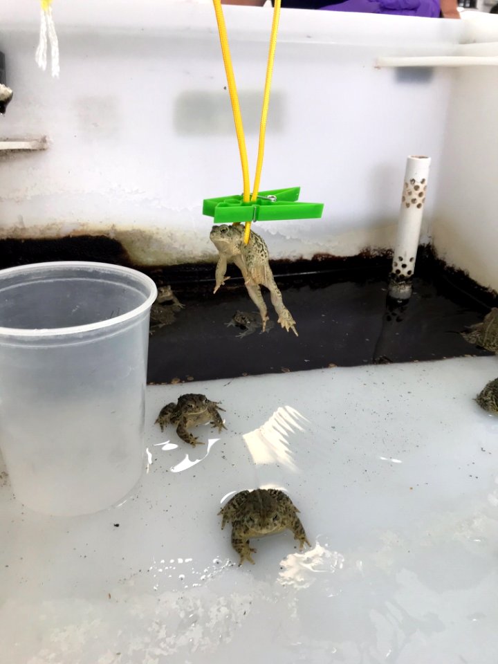Wyoming Toad Awaits Radio Telemetry Belt at Saratoga National Fish Hatchery