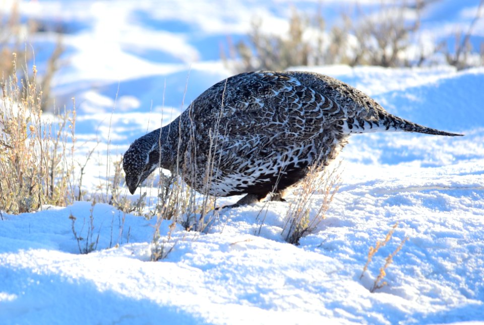Greater sage-grouse at Seedskadee National Wildlife Refuge