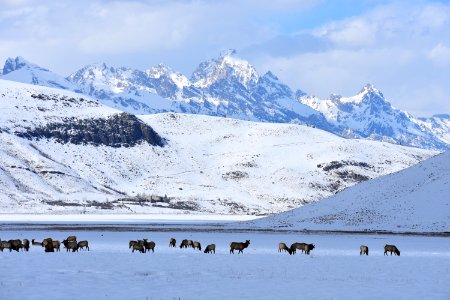 Elk, Elk, & Elk! photo