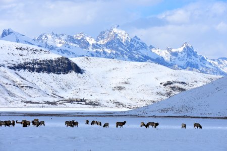 Elk, Elk, & Elk!