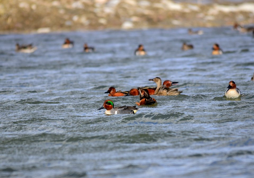 Green-winged teal on Seedskadee National Wildlife Refuge