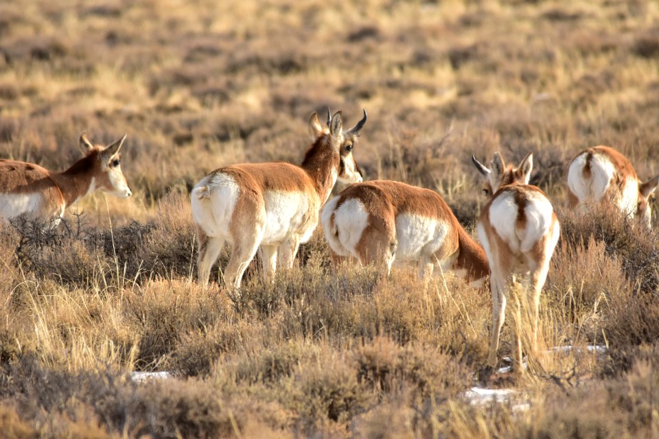 Pronghorn at Seedskadee National Wildlife Refuge