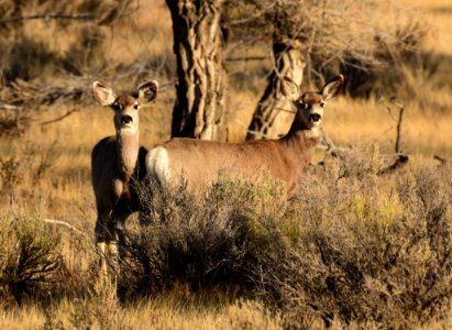 Mule deer at Seedskadee National Wildlife Refuge