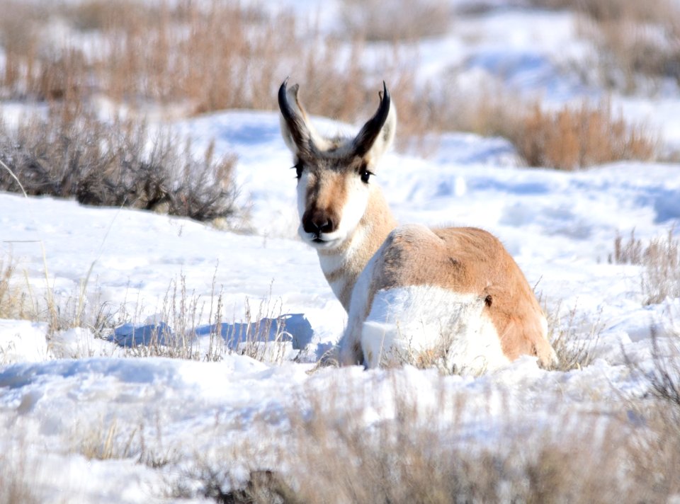 Pronghorn at Seedskadee National Wildlife Refuge
