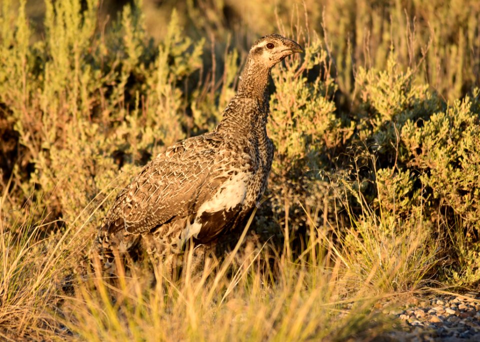 Greater sage-grouse at Seedskadee National Wildlife Refuge