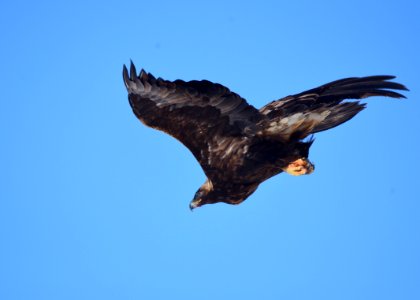 Golden eagle at Seedskadee National Wildlife Refuge
