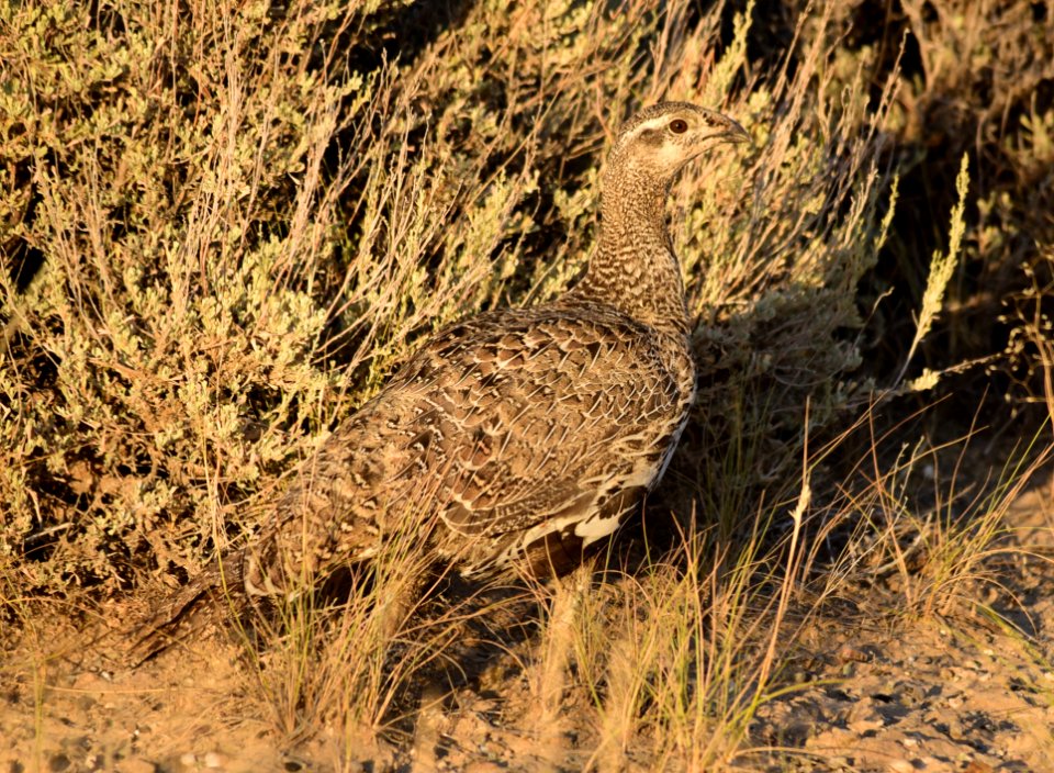 Greater sage-grouse at Seedskadee National Wildlife Refuge