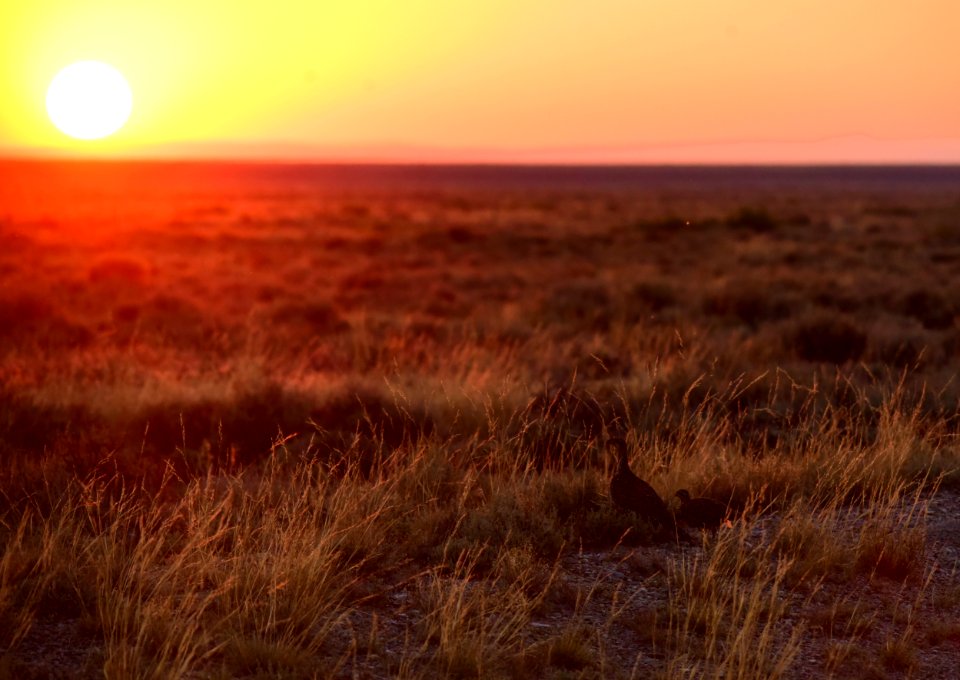 Greater sage-grouse at Seedskadee National Wildlife Refuge.