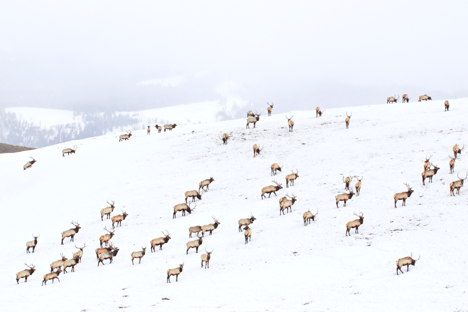 Winter on the National Elk Refuge