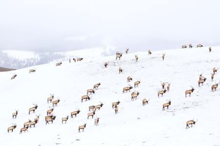 Winter on the National Elk Refuge photo