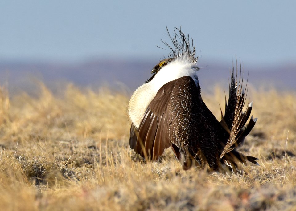 Greater sage-grouse near Seedskadee National Wildlife Refuge