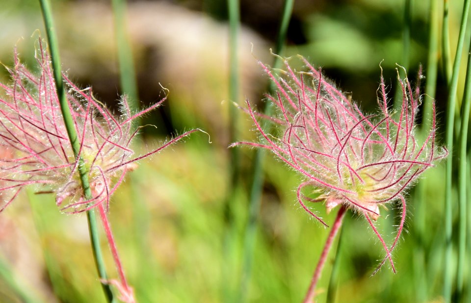 Prairie smoke (Geum triflorum) at Arapaho National Wildlife Refuge