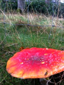 Toadstool, Fliegenpilz
