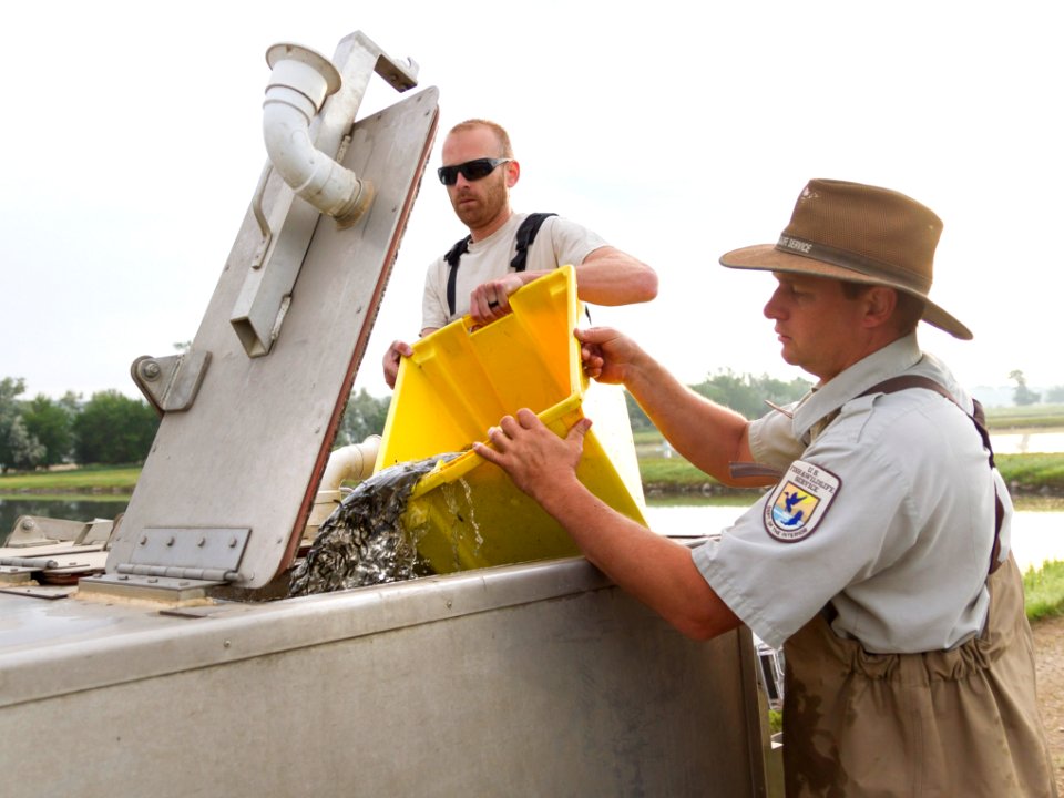 Harvesting yellow perch photo