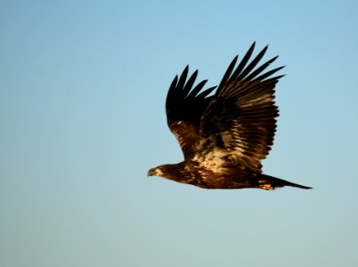 Bald eagle at Seedskadee National Wildlife Refuge