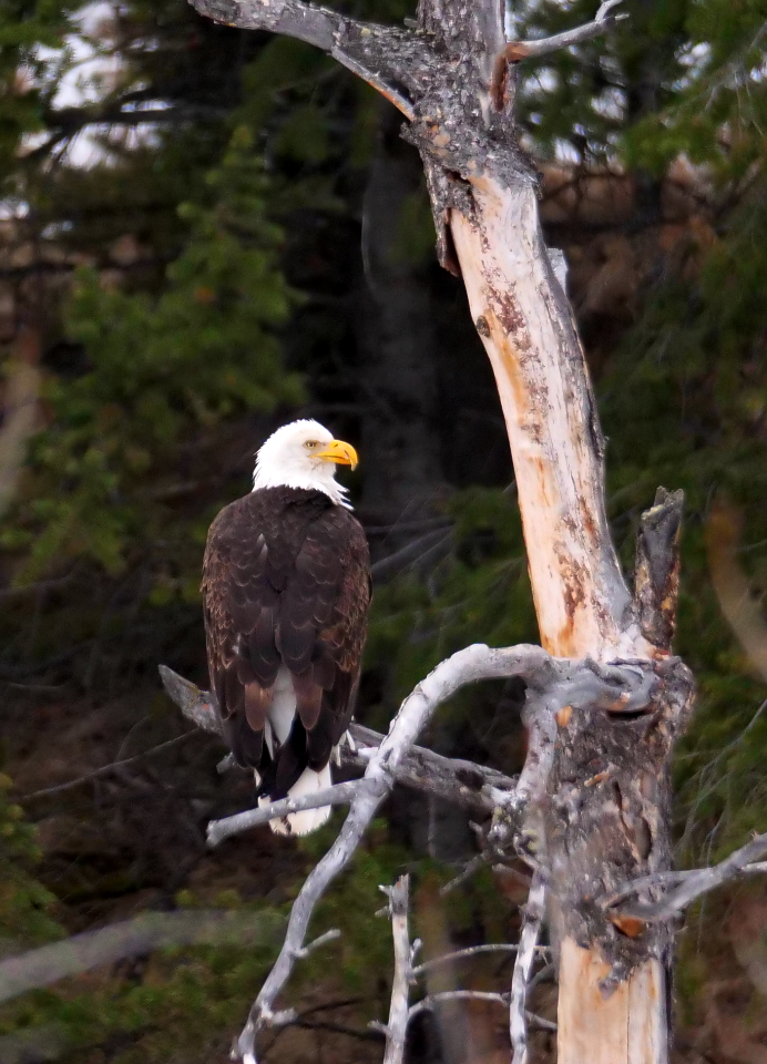 Bald Eagle