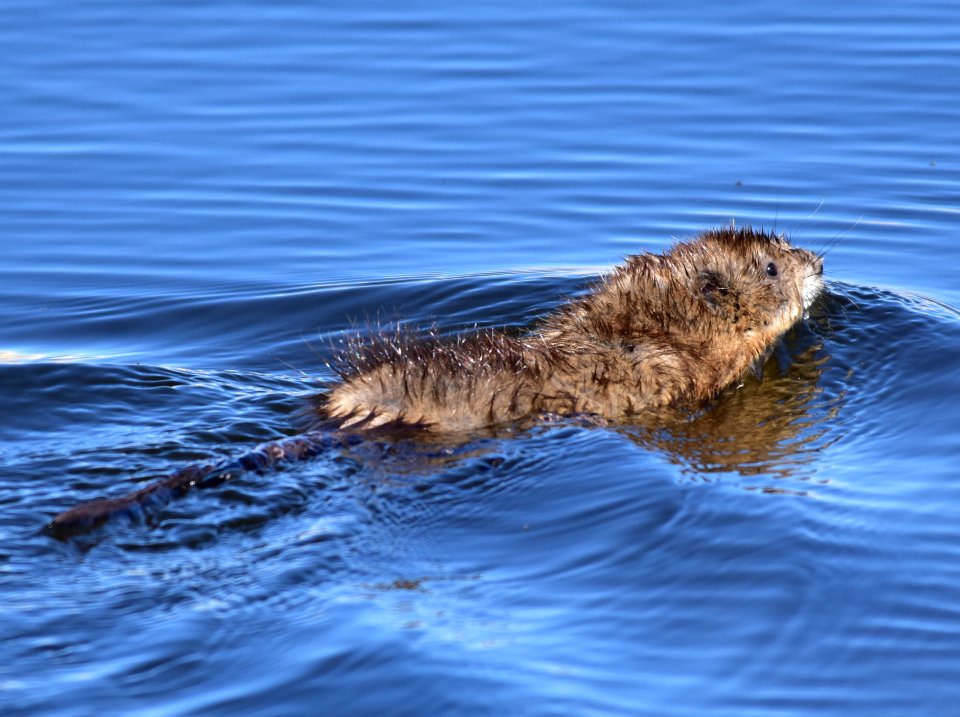 Muskrat at Seedskadee National Wildlife Refuge