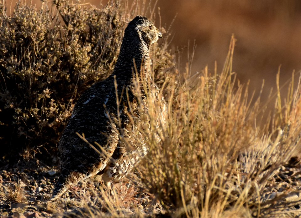 Greater sage-grouse at Seedskadee National Wildlife Refuge