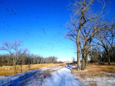 Cross Country Ski Trail