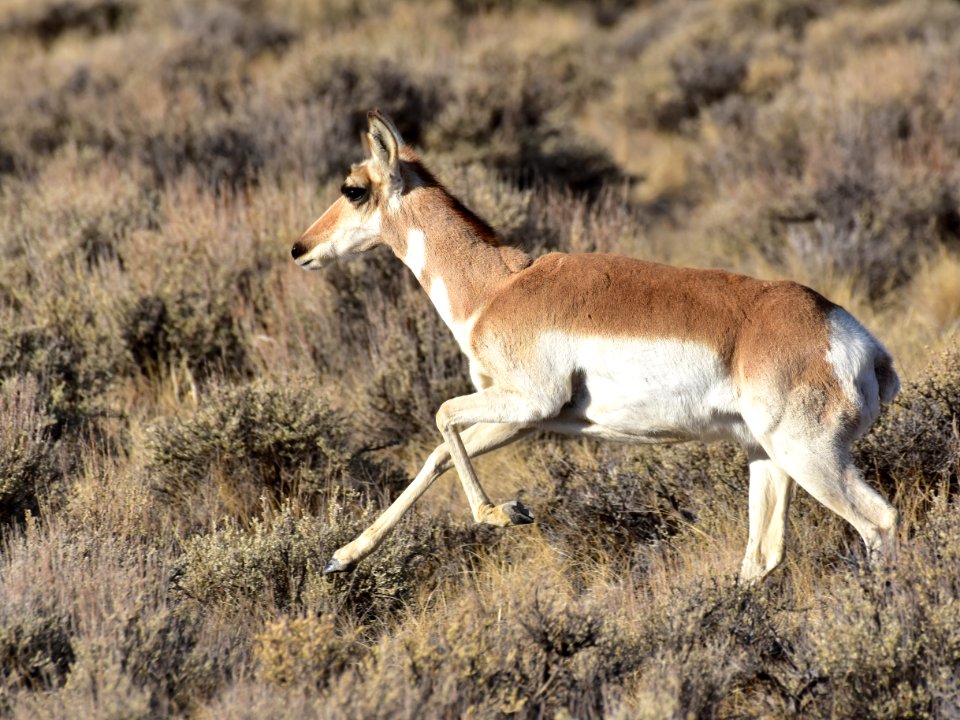 Pronghorn at Seedskadee National Wildlife Refuge