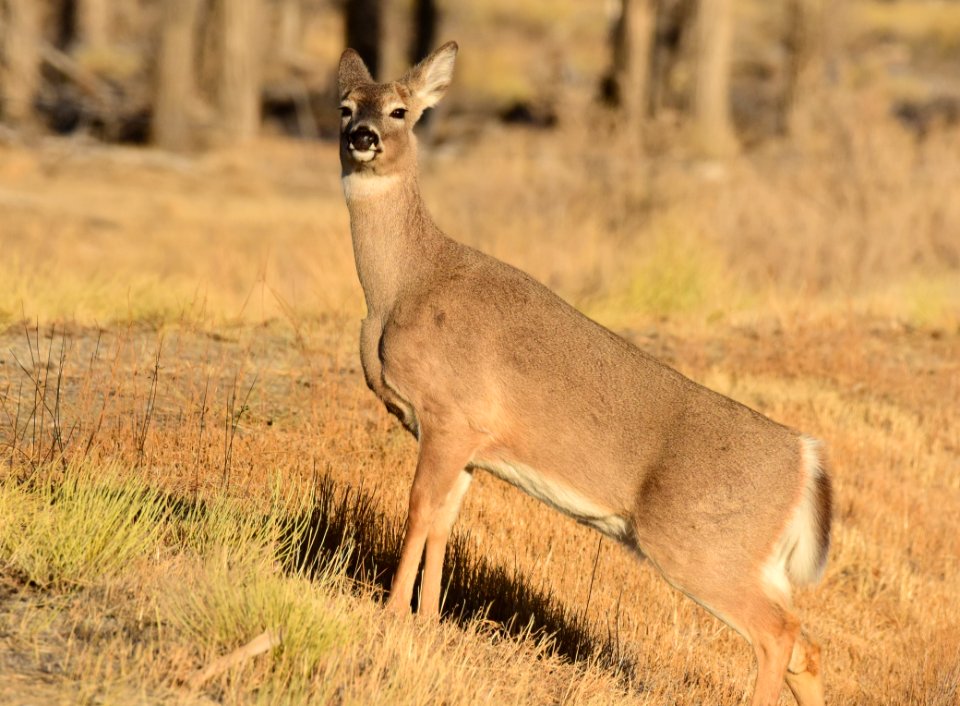 White-tailed deer at Seedskadee National Wildlife Refuge