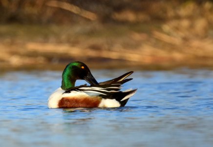 Northern shoveler at LaCreek National Wildlife Refuge