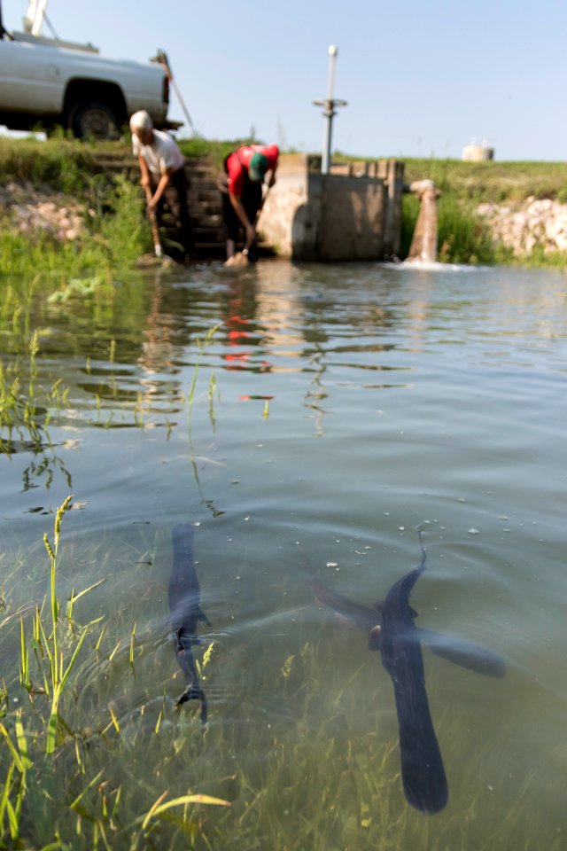 Paddlefish in a rearing pond