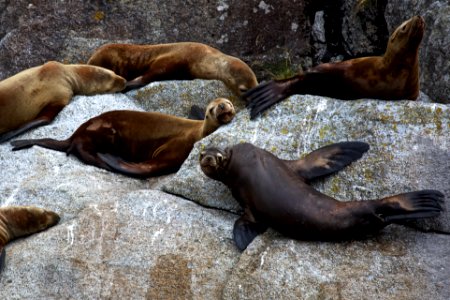 KEFJ resting seals photo