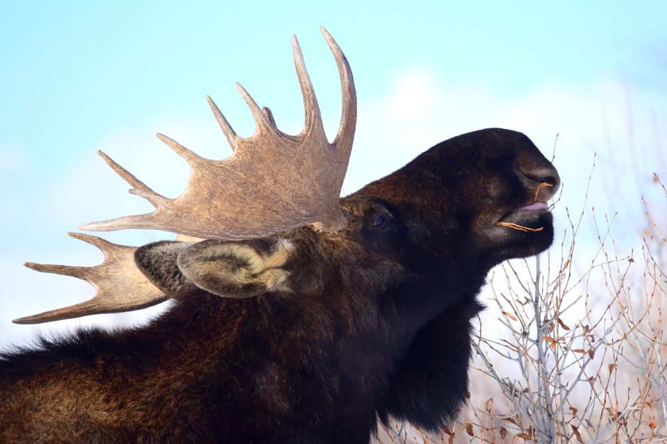 Moose at Seedskadee National Wildlife Refuge