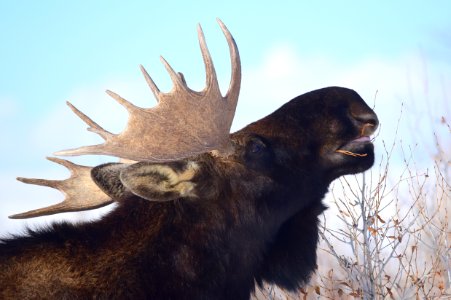 Moose at Seedskadee National Wildlife Refuge