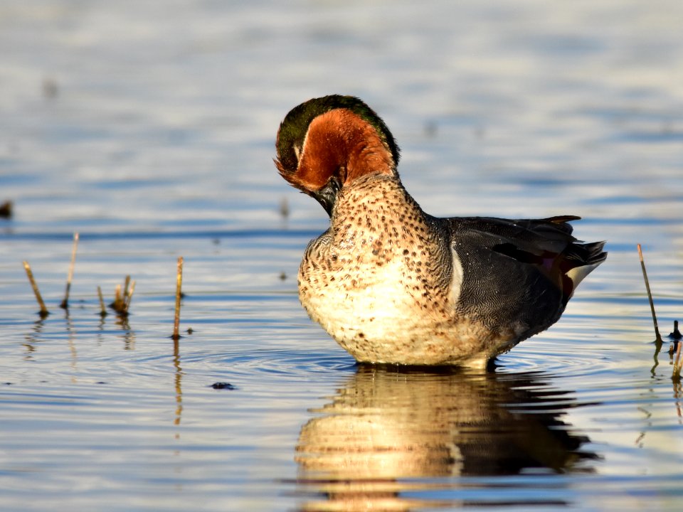 Green-winged teal at Seedskadee National Wildlife Refuge