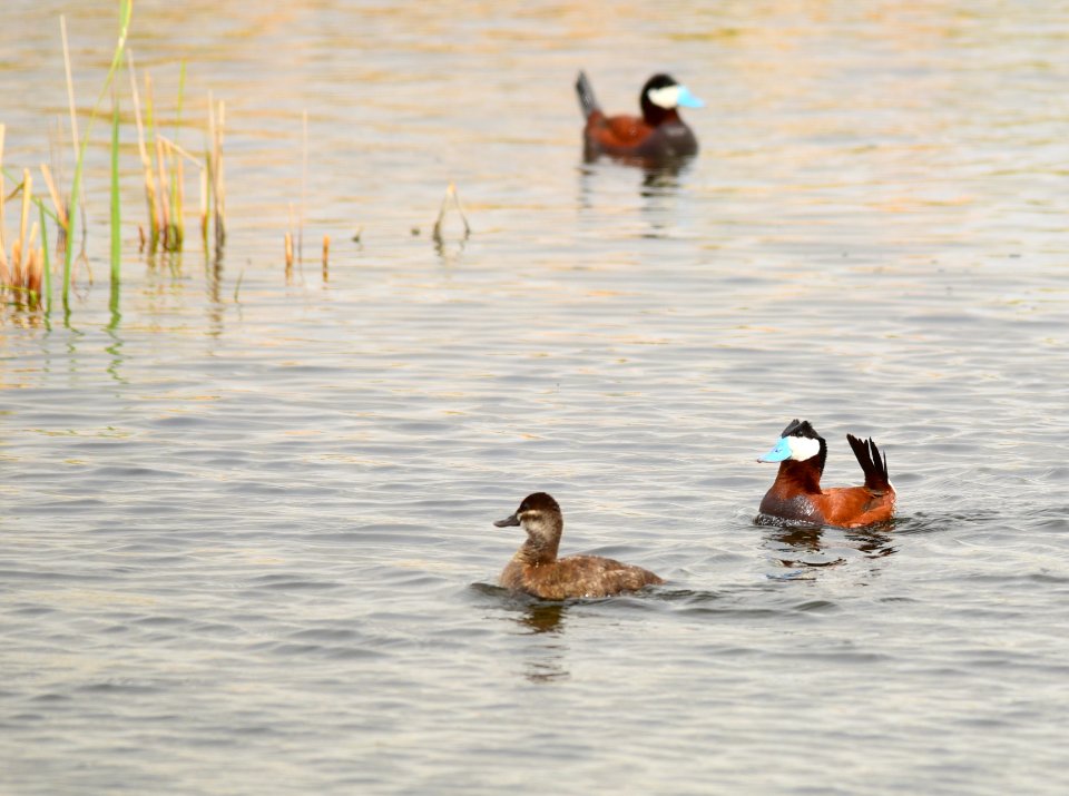 Ruddy duck at Seedskadee National Wildlife Refuge