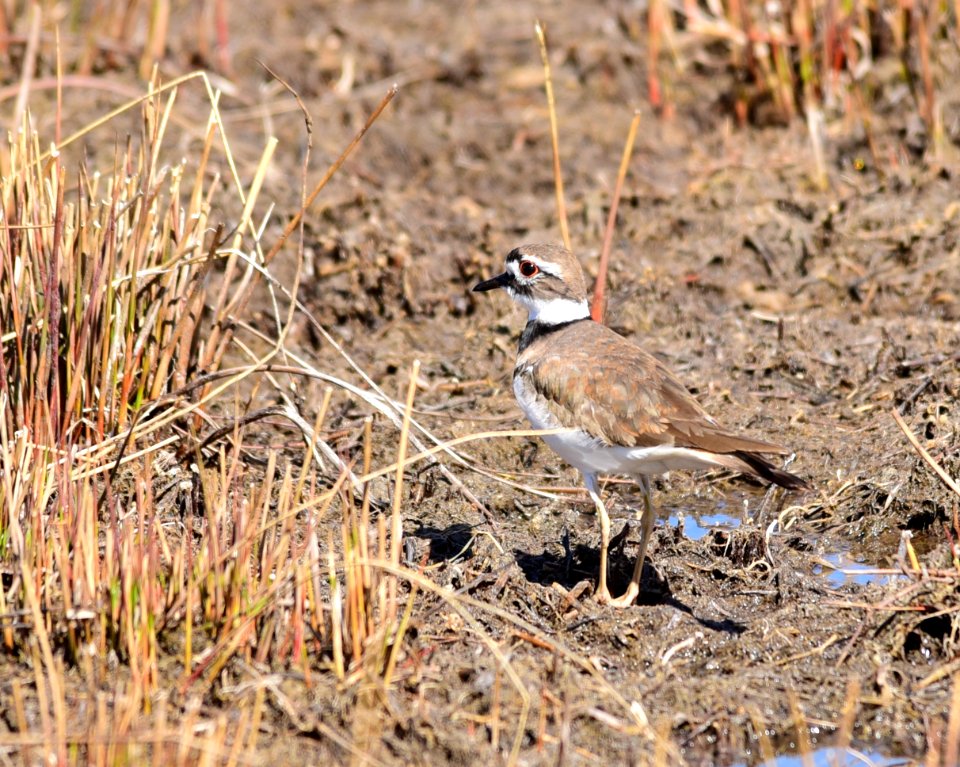 Killdeer at Seedskadee National Wildlife Refuge