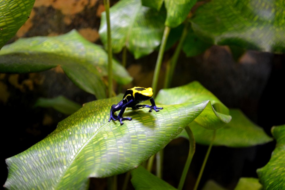 poison dart frog2