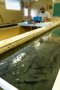 Tagging paddlefish photo