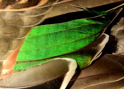 Green-winged teal drake wing speculum photo