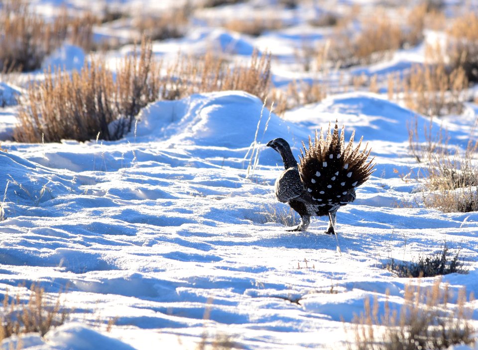 Greater sage-grouse on Seedskadee National Wildlife Refuge