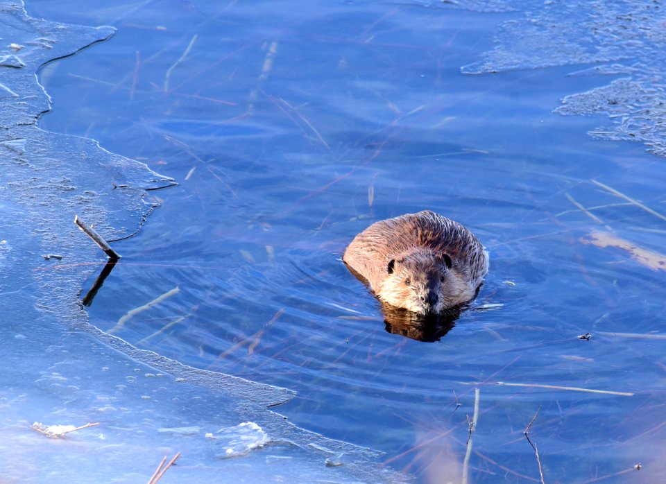 North American Beaver at Seedskadee National Wildlife Refuge