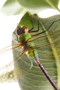 Dragonfly on a milkweed photo