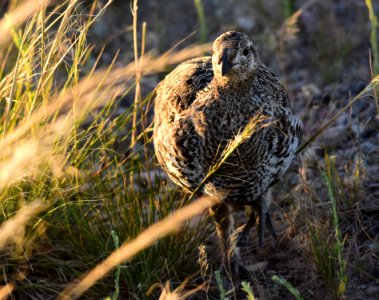 Greater sage-grouse at Seedskadee National Wildlife Refuge