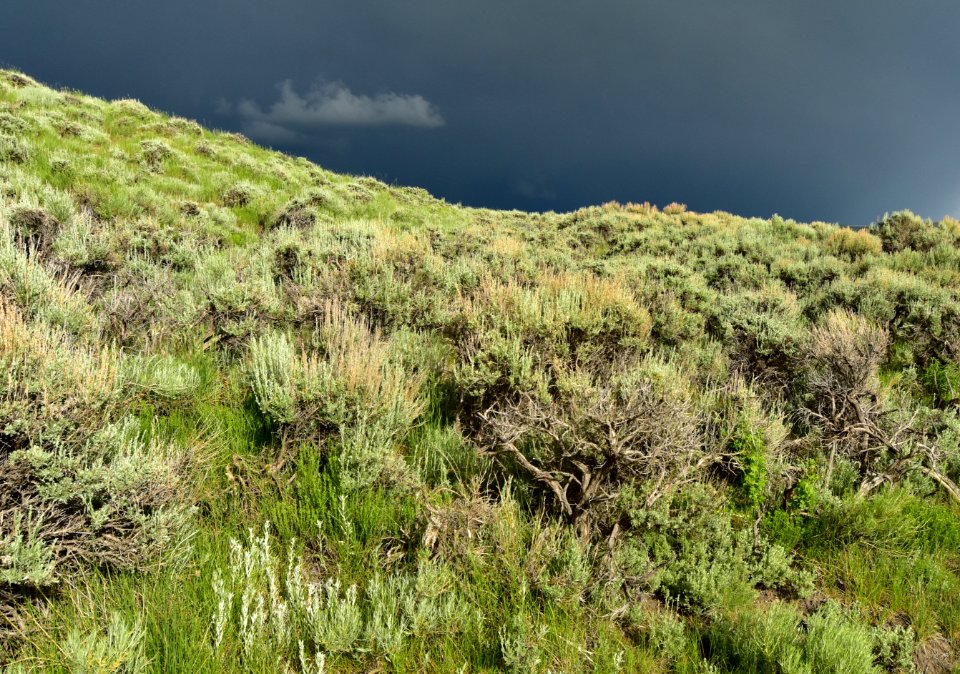 Sage steppe at Arapaho National Wildlife Refuge