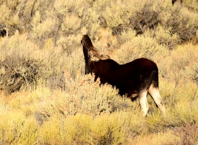 Moose at Seedskadee National Wildlife Refuge