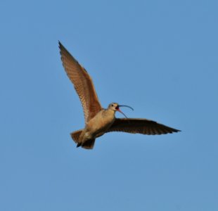Long-billed Curlew, Scott Somershoe 3