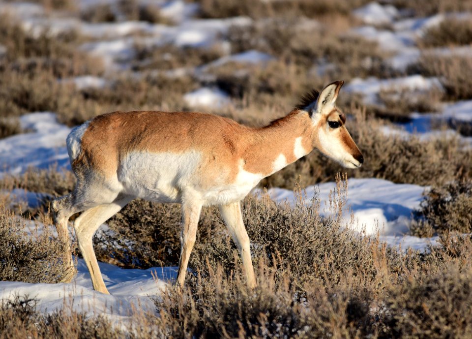 Pronghorn at Seedskadee National Wildlife Refuge