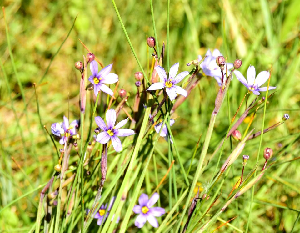 Blue-eyed grass (Sisyrinchium spp.) at Arapaho National Wildlife Refuge