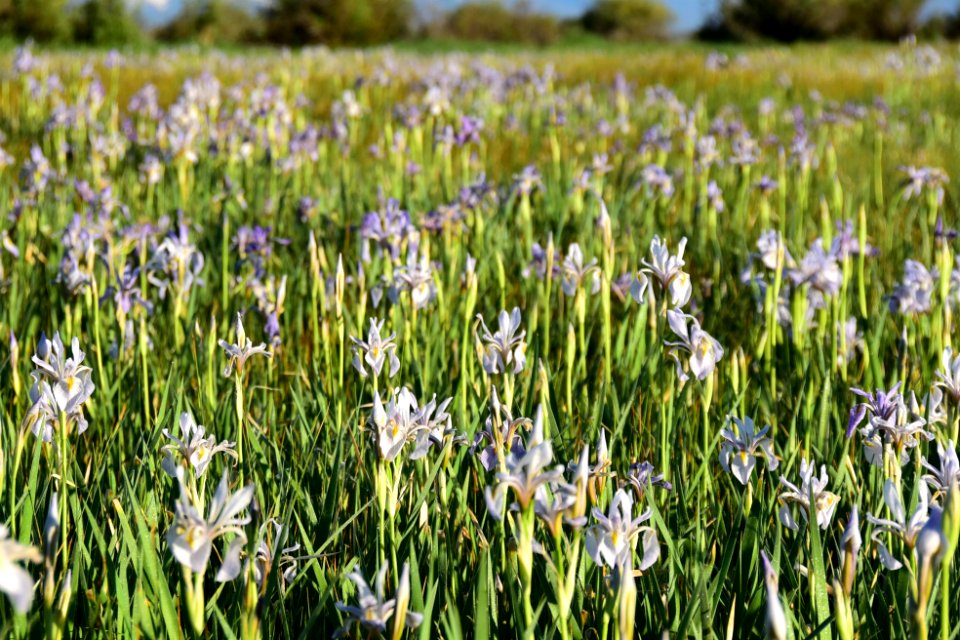 Rocky mountain iris (Iris missouriensis) at Arapaho National Wildlife Refuge