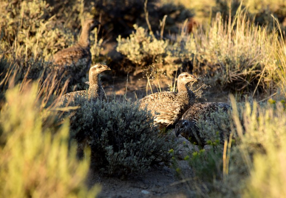Greater sage-grouse at Seedskadee National Wildlife Refuge