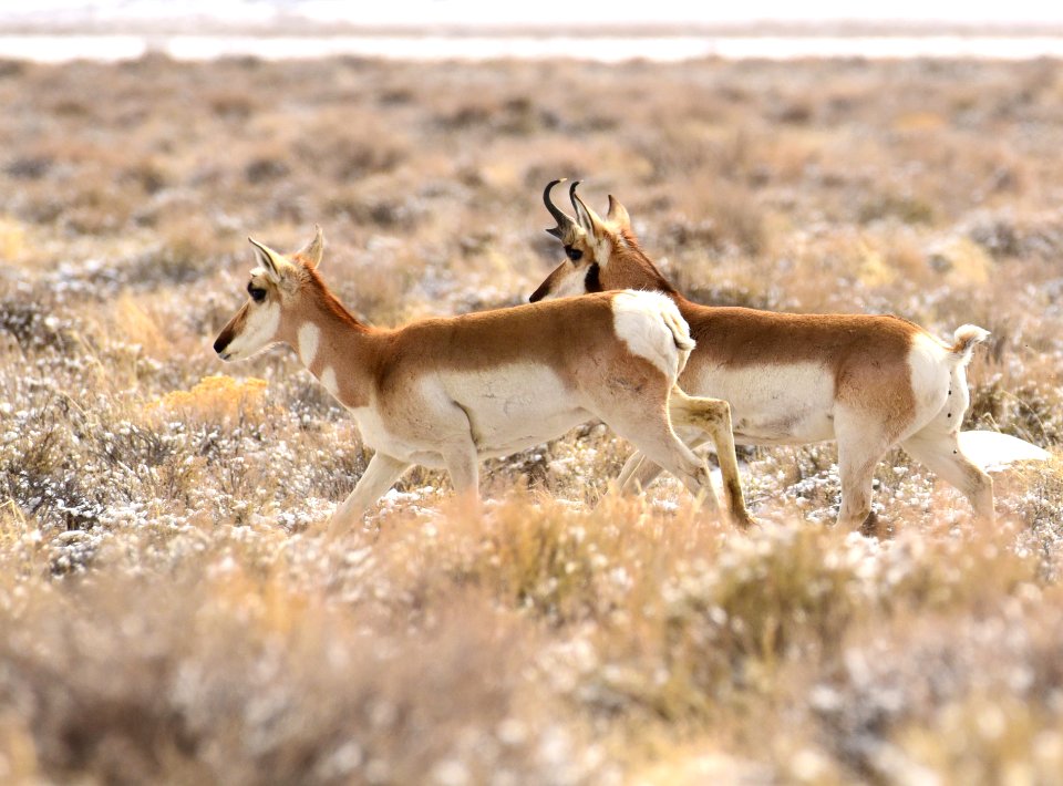 Pronghorn at Seedskadee National Wildlife Refuge