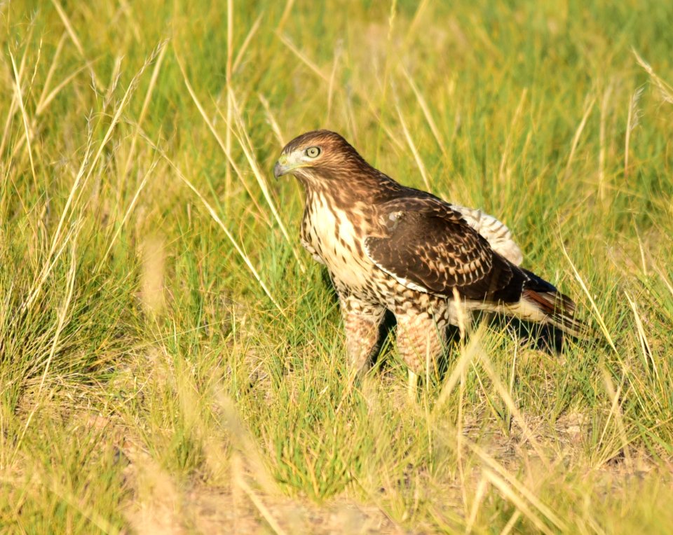 Juvenile red-tailed hawk at Seedskadee National Wildlife Refuge
