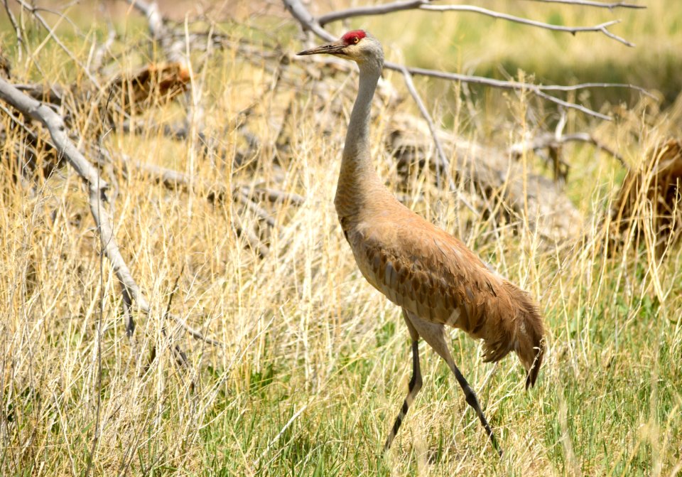 Sandhill crane at Seedskadee National Wildlife Refuge